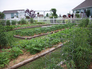 raised garden beds