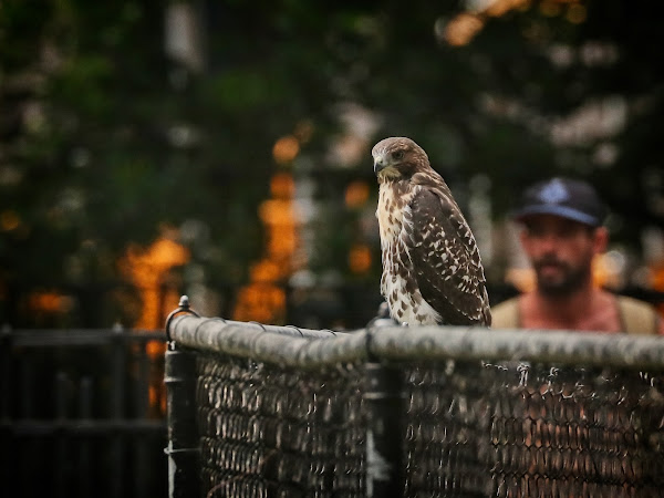 Fledgling red-tailed hawk in Tompkins Square Park