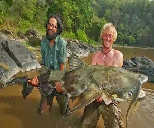 Ikan Lele Paling Besar