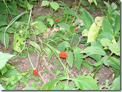 Jack in the Pulpit 003