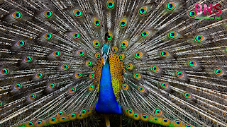 peacock beutiful wallpaper, peacock feather, beutiful peacock Morningpeacock wallpaper photo,  peacock wallpaper for walls,  peacock wallpaper design,  beautiful peacock wallpaper,  peacock feather wallpaper,  peacock live wallpaper,  peacock 3d wallpaper,  5d peacock wallpaper