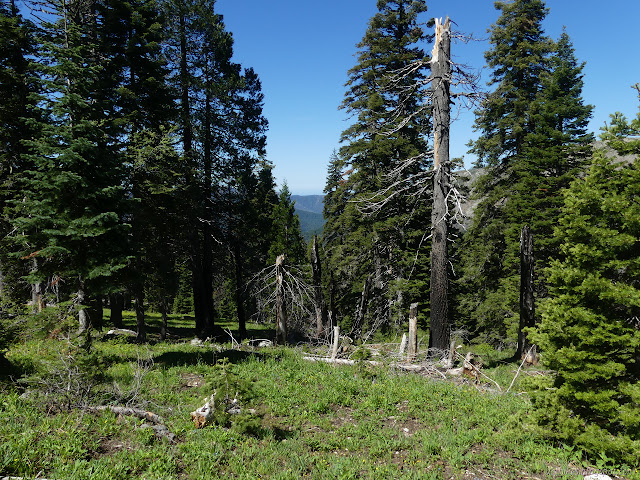 much green tree among somewhat damaging fire