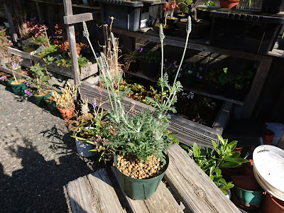 小さな鉢植え　完成