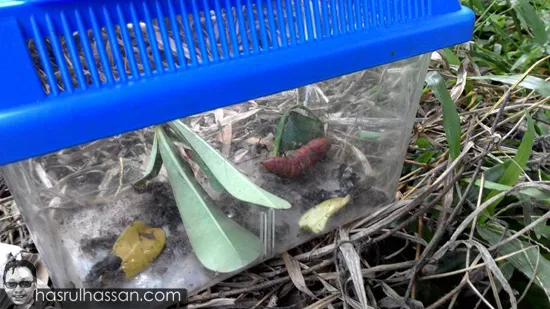 proses transformasi rama-rama swallowtail caterpillar