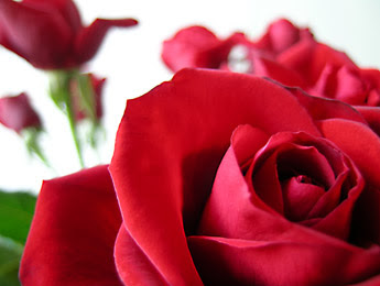 Valentine Day Rose Flower Cards