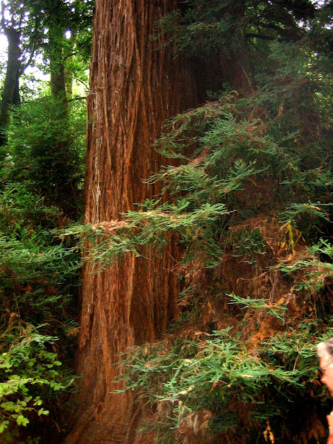 Muir Woods