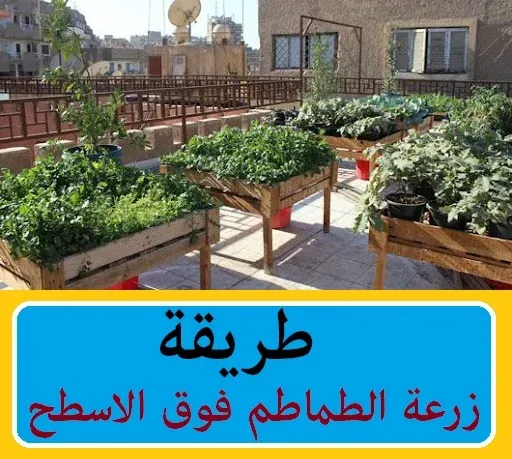 "","زراعة الطماطم","","","","","","","" "","زراعة الطماطم بالتنقيط","","","","","","","" "","زراعة الطماطم في الصيف","","","","","","","" "","زراعة الطماطم في البيت","","","","","","","" "","زراعة الطماطم من البذور","","","","","","","" "","زراعة الطماطم في شهر يونيو","","","","","","","" "","زراعة الطماطم في أصيص","","","","","","","" "","زراعة الطماطم فى مصر","","","","","","","" "","زراعة الطماطم في البلكونة","","","","","","","" "","زراعة الطماطم الشيري","","","","","","","" "","زراعة الطماطم المتسلقة","","","","","","","" "","زراعة الطماطم المعلقة","","","","","","","" "","زراعة الطماطم السلك","","","","","","","" "","زراعة الطماطم الشيري من البذور","","","","","","","" "","زراعة الطماطم العروة الصيفية","","","","","","","" "","زراعة الطماطم الشتوية","","","","","","","" "","زراعة الطماطم الشيرى فى المنزل","","","","","","","" "","زراعة الطماطم هيدروبونيك","","","","","","","" "","زراعة الطماطم بالمنزل","","","","","","","" "","زراعة الطماطم مائيا","","","","","","","" "","زراعة الطماطم في المنزل","","","","","","","" "","زراعة الطماطم في المنام","","","","","","","" "","زراعة الطماطم ا","","","","","","","" "","زراعة الطماطم pdf","","","","","","","" "","زراعة الطماطم ppt","","","","","","","" "","زراعة الطماطم الفصلية pdf","","","","","","","" "","دليل زراعة الطماطم pdf","","","","","","","" "","زراعة الطماطم في تونس pdf","","","","","","","" "","زراعة الطماطم في السودان pdf","","","","","","","" "","زراعة الطماطم في الجزائر pdf","","","","","","","" "","زراعة الطماطم بدون تربة pdf","","","","","","","" "","زراعة الطماطم wikihow","","","","","","","" "","زراعة الطماطم تنقيط","","","","","","","" "","طرق زراعة الطماطم بالتنقيط","","","","","","","" "","طريقة زراعة الطماطم بالتنقيط","","","","","","",""