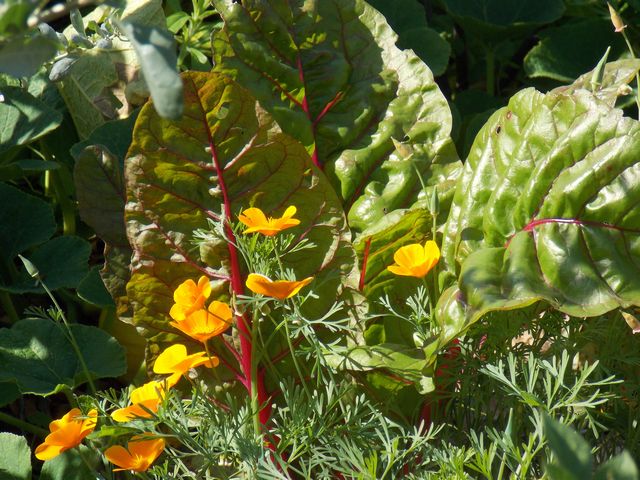 Après l'arrêt de la canicule, les légumes reprennent de la vigueur