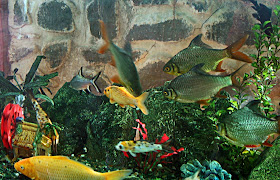 fish tank with colourful fish