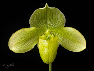 © 2009 Greg Allikas - www.orchidworks.com