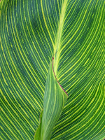 Canna Striata