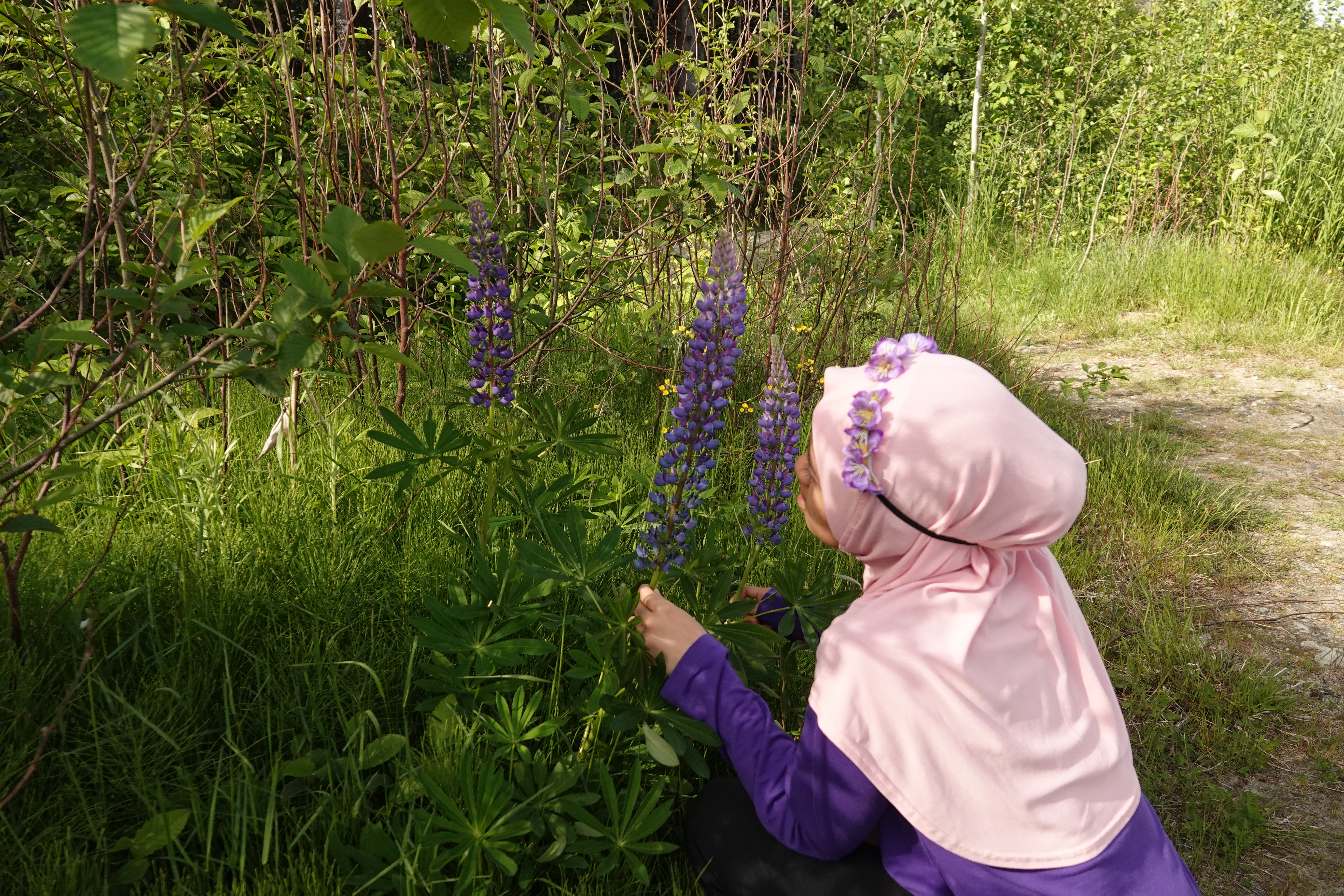 Pokok lupin