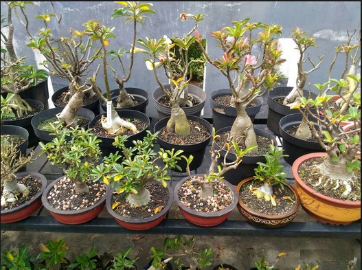 Cara Membuat Bonsai  Kamboja  Yang Unik Cantik Dan Mudah 