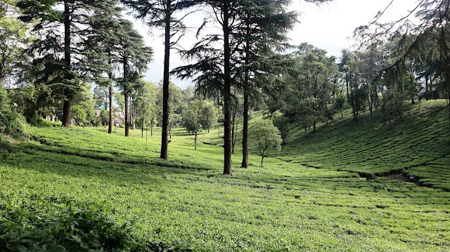 Himachal Inside: District of Himachal Pradesh, Kangra कांगड़ा, हिमाचल प्रदेश