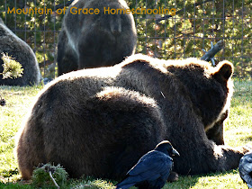 Yellowstone Vacation