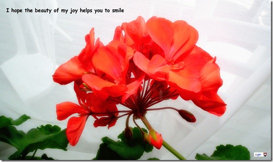 beauty of joy-001