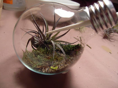 Tiny Terrarium in a Light Bulb