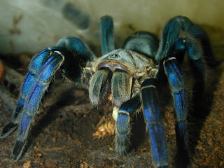 tarantula cobalt blue giant spider haplopelma lividum animal pets arachnida species wallpaper