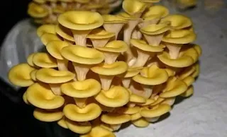 Oyster mushroom contract farming in Osmanabad