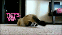 Cinemagraph • Funny Siamese cat is a real Butt Wiggle Master. YEAH, THAT'S HOT and... SEXY! [ok-cats.com]