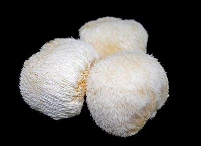 Lion's Mane mushroom company in India