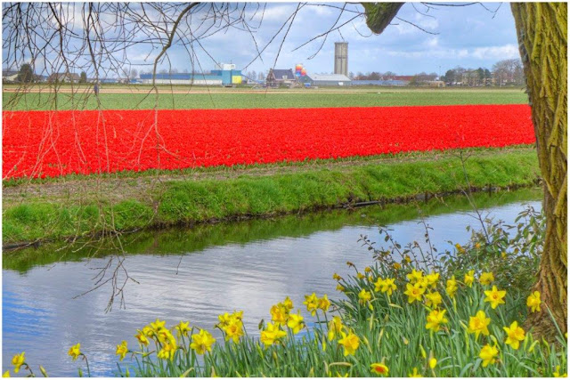 Campos de flores y tulipanes en torno al parque floral Keukenhof