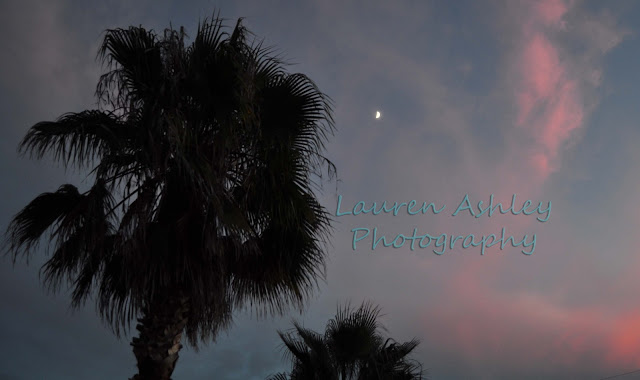 Palm Trees at Dusk