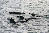 Galapagos Penguin Group Swimming on the Ecuator