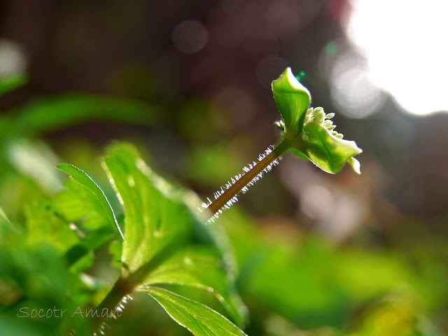 Anemone flaccida