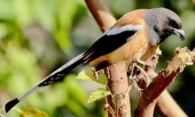 "Rufous Treepie Dendrocitta vagabunda,eresident."