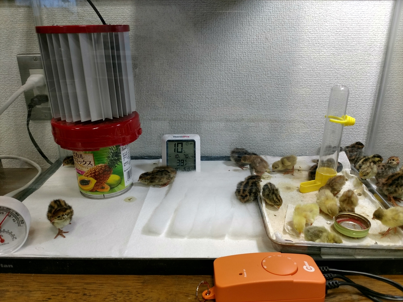 レビューの王子さま レビュー うずらの卵用に自動孵化器を買ってみた ヒナ飼育編