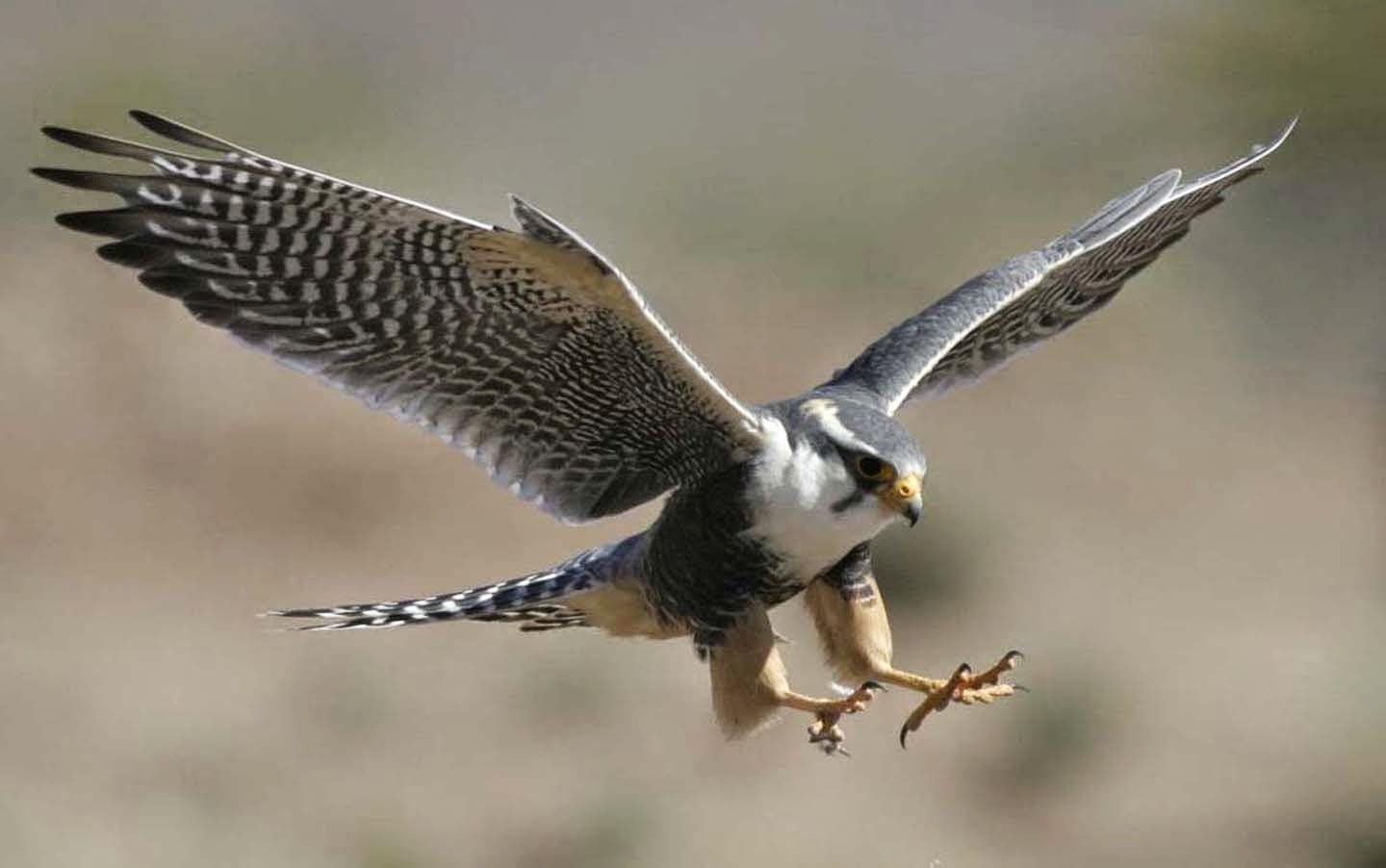 gambar burung elang