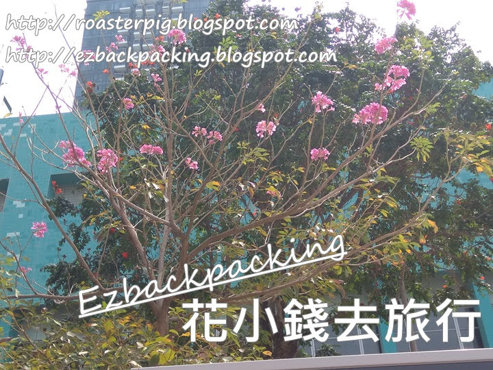 鴨脷洲海濱長廊紅花風鈴木/紫花風鈴木