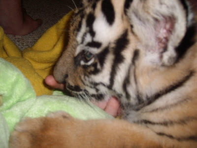 white lions and tigers. They also had white lion cubs,