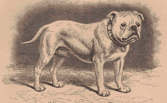 English Bulldog Sir Antony from Dalziel's British Dogs by Wood (1889)