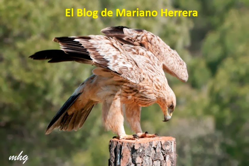 El blog de Mariano Herrera