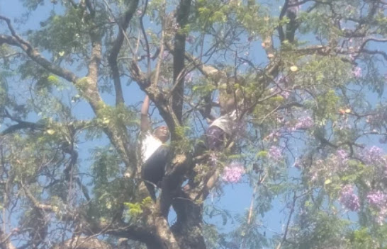 Drama ensued in Nakuru after two men with a bible took off their clothes  and climbed Police station tree