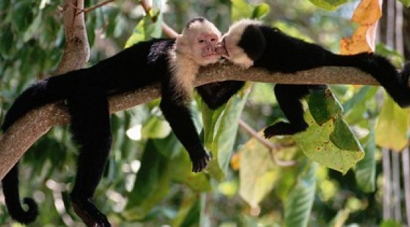 Ini 14 Fakta Menarik Tentang Binatang Monyet News Tips