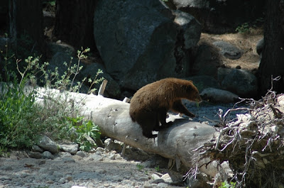 camping sequoia bear catching fish