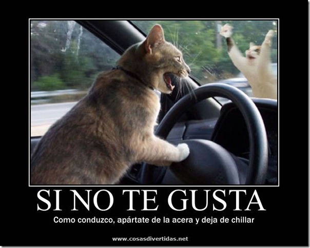 gato conductor