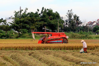 PRIMERA COSECHA DE ARROZ 2021 EN HOI AN, VIETNAM