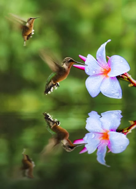 Hummingbirds in food racing competition