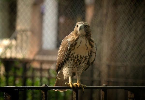 Tompkins Square red-tailed hawk fledgling perched on a fence.