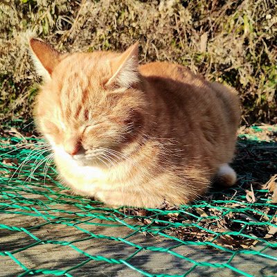 雪だるま猫