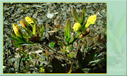 Kwitnie późną wiosną. Kwiaty o średnicy 67 cm mają kolor jasnożółty.