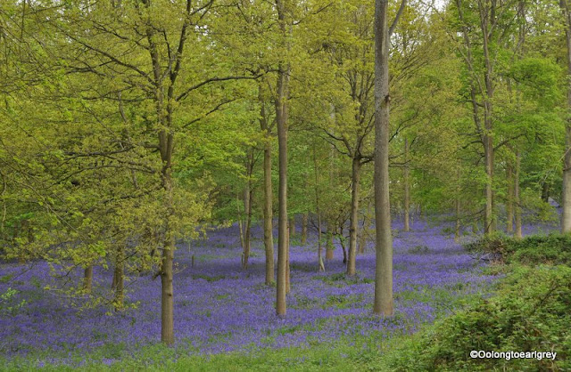 Sea of Bluebells