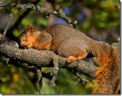 random gallery cute animal (33)