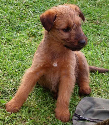 Irish Wolfhound Puppy Pictures