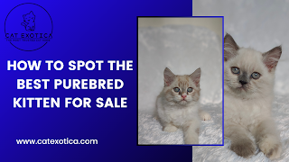 Purebred Persian Kittens for sale in Bangalore