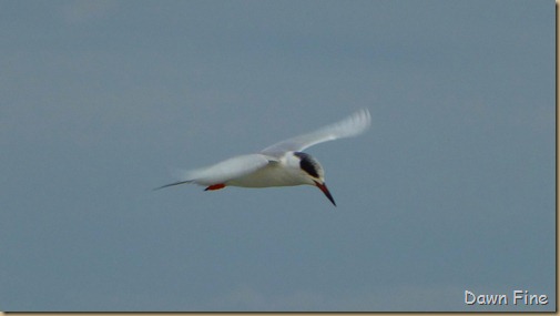 Edisto Beach State Park_038